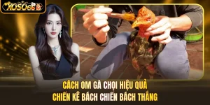Cách Om Gà Chọi Hiệu Quả - Chiến Kê Bách Chiến Bách Thắng
